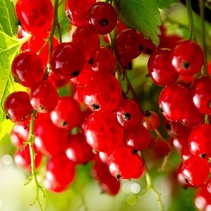 Fidan Sepetim 3 Yaş Kırmızı Frenk Üzümü Fidanı