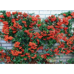 Tunç Botanik ATEŞ DİKENİ FİDANI 5 ADET