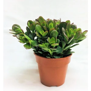 Crassula Ovata - Para ve Şans Bitkisi - 5 Adet Sukulent - Terary