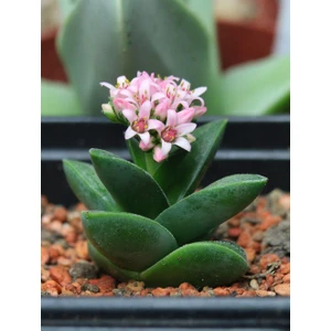 Tunç Botanik Crassula Springtime - 5 ADET SUKULENT - TERARYUM BİTKİSİ