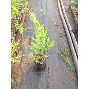 Tunç Botanik LİMON SERVİ 10 ADET ÇİT BİTKİSİ - AŞILI ÇİT BİTKİSİ