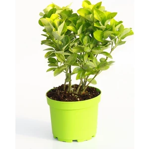 Tunç Botanik GOLD TAFLAN - YEŞİL SAKSIDA HEDİYELİK