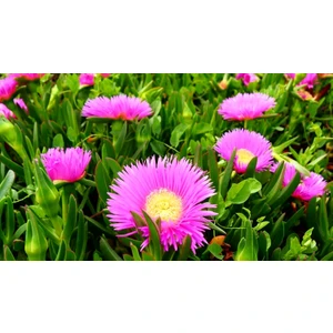 Tunç Botanik KAZ AYAĞI 90 ADET - MEZARLIK KABİR BİTKİSİ