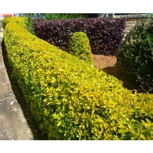 Tunç Botanik GOLD TAFLAN 3 ADET - SARI ÇİT BİTKİSİ