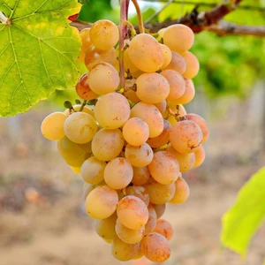 Ata Sarısı Üzüm Fidanı Tüplü