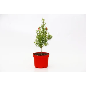 Bonsai Punica Süs Narı 5 Adet - Hediyelik