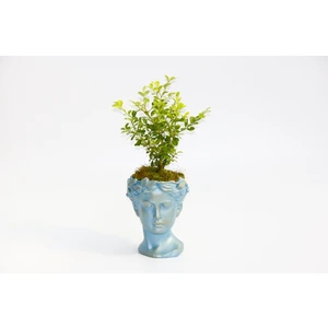 Bonsai Helen Buxus - Hediyelik Mavi Renk