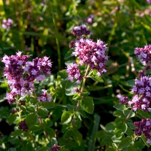 Tunç Botanik İSTANBUL KEKİĞİ - Origanum Vulgare