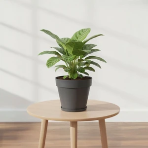 6 Lt Tabaklı Izgaralı Dekoratif Plastik Yalı Saksı