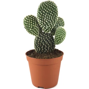 Opuntia Microdasys 'Albata' (Kaktüs)