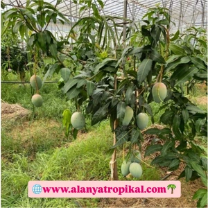 Alanya Mangosu Mango