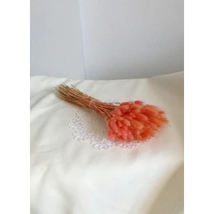 Pamuk  Otu  Lagurus  Turuncu