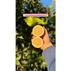 Köy Limonu(2kg)