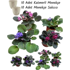 10 Adet Katmerli Menekşe Çiçeği (10 Adet Saksı Hediyeli)