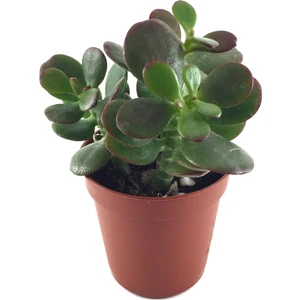 Crassula Ovata 'Minor' (Sukulent)