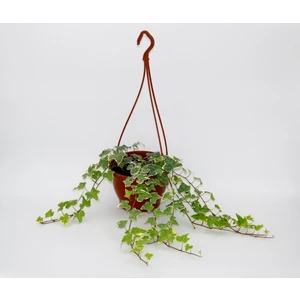 Tunç Botanik Hedera Sarmaşık - Askılı Saksıda Hediyelik