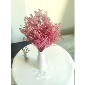 Cipso  Çiçeği  Şoklanmış  Pembe