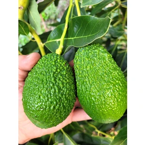 Avokado 1 kg Dalından Taze