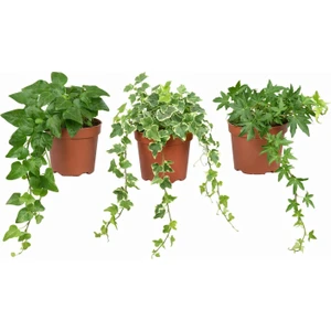 3'lü Hedera Sarmaşık Seti – 8,5 cm Saksı