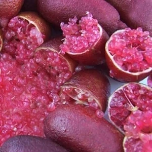 5 Yaş Aşılı Finger Lime Mıa Rose, Torbada