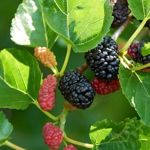 Aşılı Avusturalya Yediveren Karadut Fidanı, Torbada