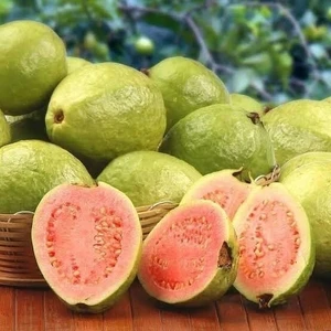 Bodur Pembe Guava Fidanı, Torbada