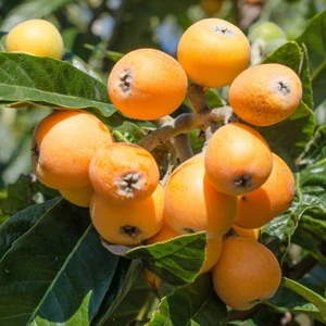 Fidan Sepetim 5 Yaş Malta Erik Fidanı (Yeni Dünya)