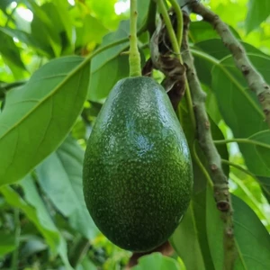 Avokado 3 kg