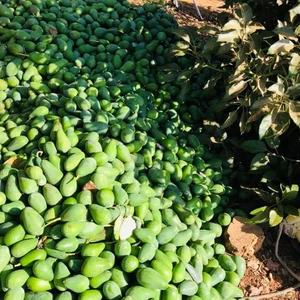 Avokado 5 kg