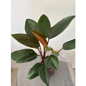 Kırmızı Filodendron- Philodendron ‘rojo Congo'- Salon Bitkisi