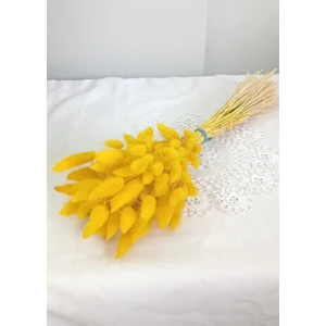 Pamuk Otu  Lagurus Sarı