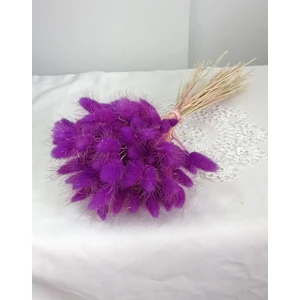 Pamuk  Otu Lagurus  Mor