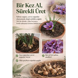 Safran Bitkisi Köklü Saksılı