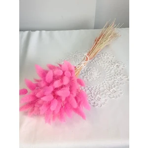 Pamuk  Otu Lagurus  Pembe