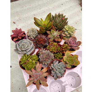 15 Elit Sukulent