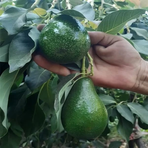 2 kg Avokado 1 kg Portakal