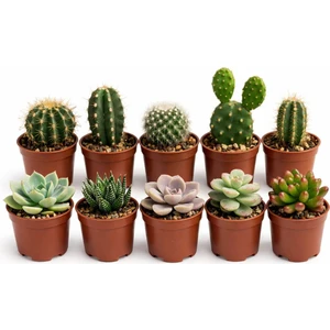5 Sukulent 5 Kaktüs – 10’lu Mini Bitki Seti | Saksılı & Canlı