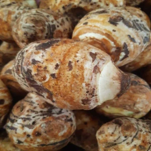 Kolakas Gölevez 2 kg