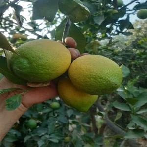 Limon 3 kg
