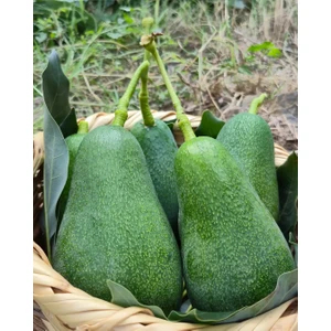 Jumbo Avokado