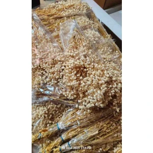 Şoklanmış Krem Cipso Demeti 1.kalite 22 gr