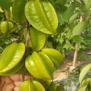 1 kg Yıldız Meyvesi