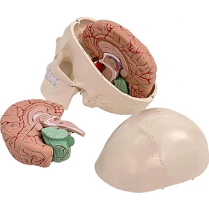 Kafatası Ve Beyin Modeli Gerçek Boy