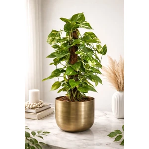 Çap 25 Metal Gold Eskitme Saksılık