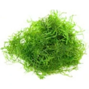 Akvaryum Bitkileri Vesicularia Dubyana Java Moss Tele Sarılı Canlı Bitki