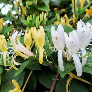 Fidan Sepetim 2 Yaş Hanımeli Fidanı