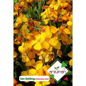 Sarı Şebboy Çiçek Tohumu