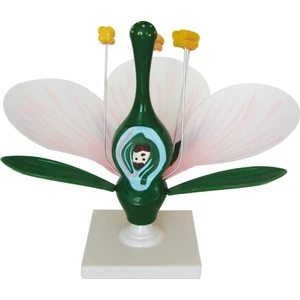 ÇİÇEK KESİTİ MODELİ