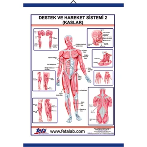 DESTEK VE HAREKET SİSTEMİNDE KASLAR LEVHASI