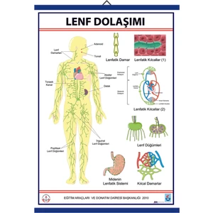 LENF DOLAŞIMI LEVHASI